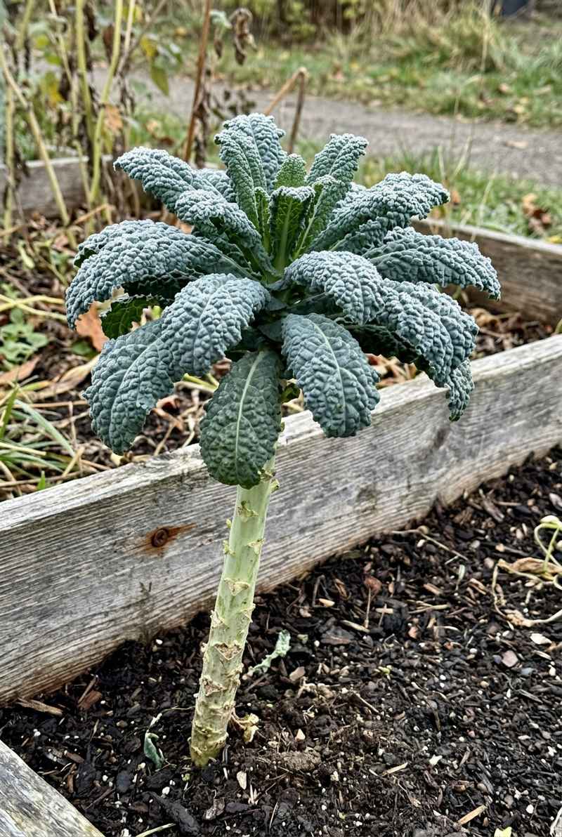 Kale