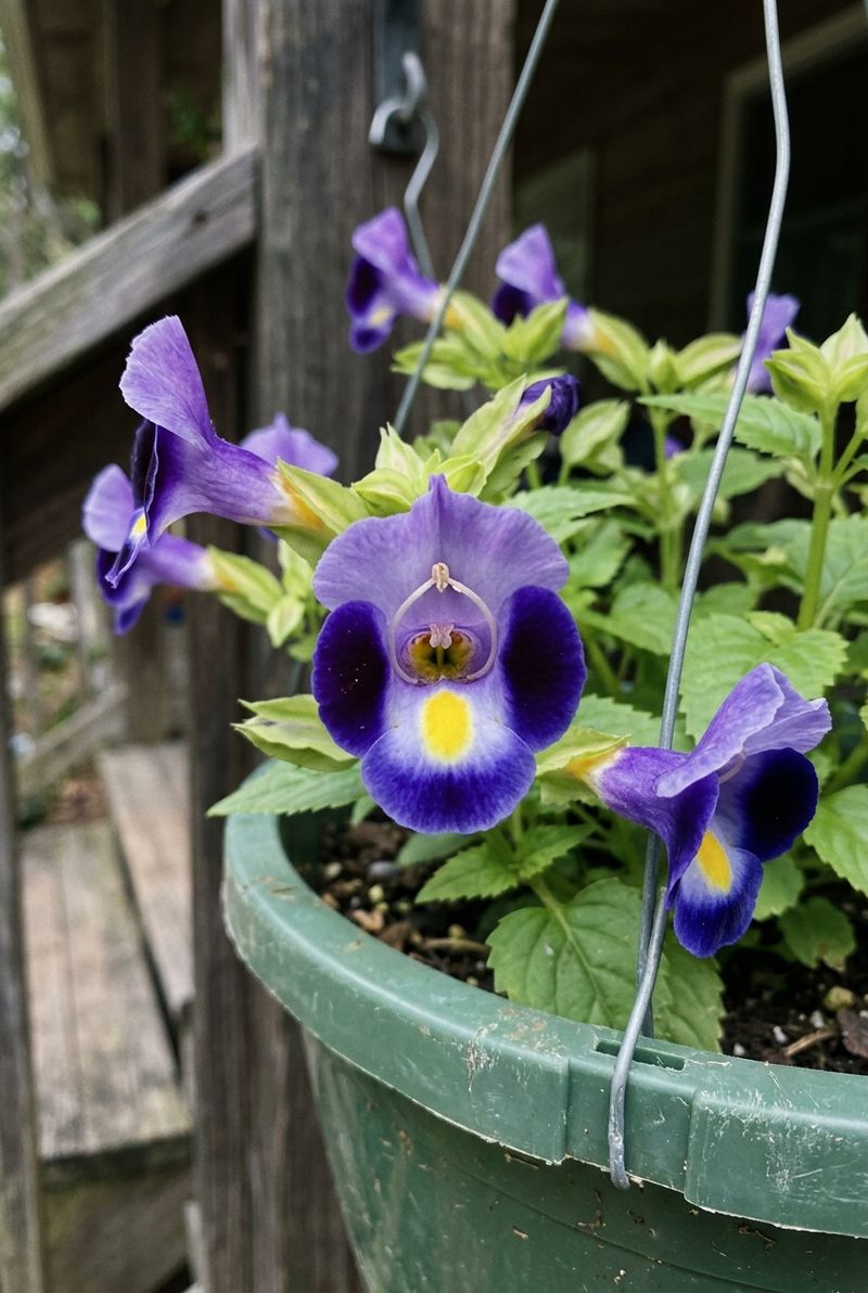 Torenia