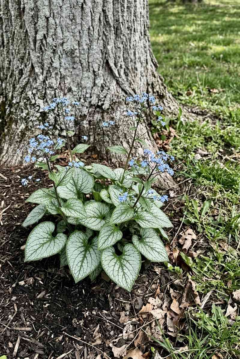 Brunnera