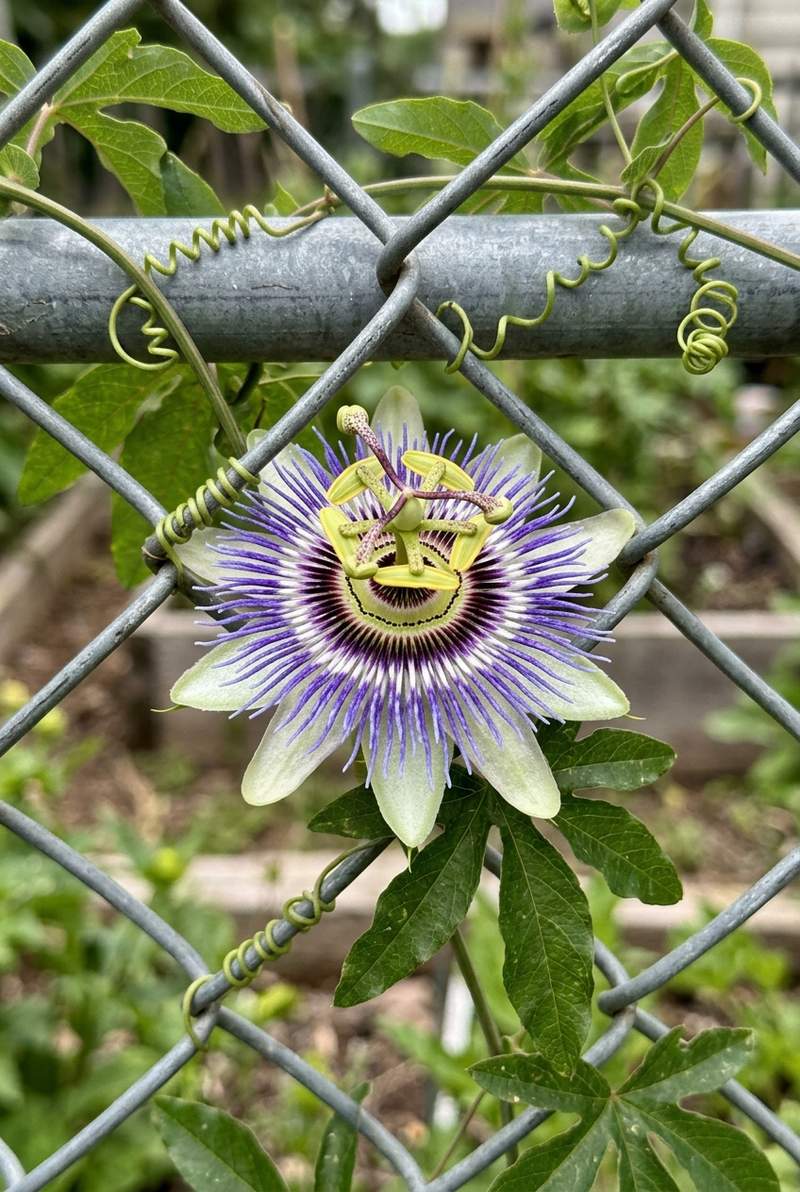 Passionflower
