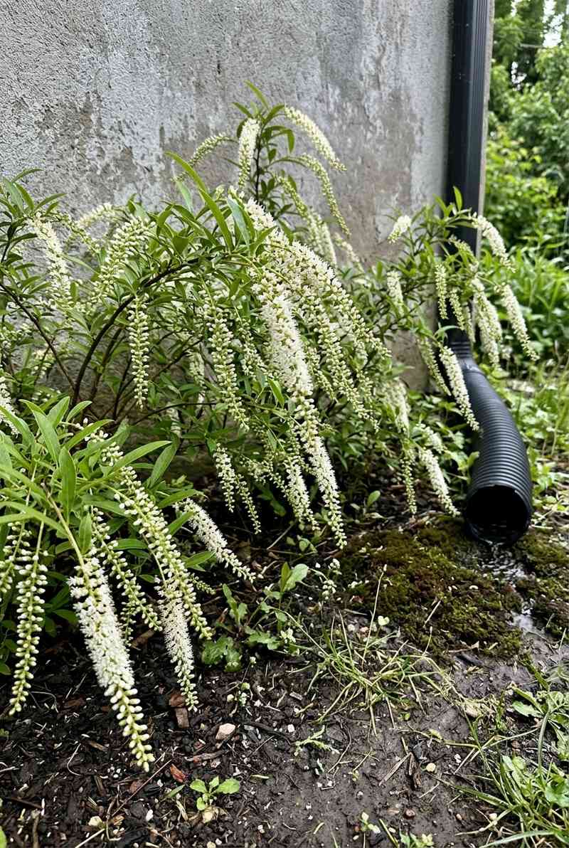 Virginia Sweetspire
