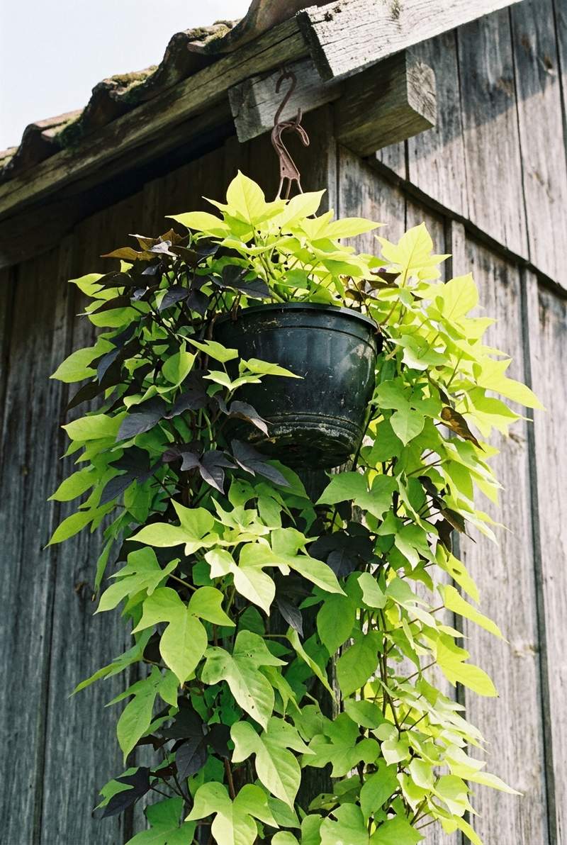 Sweet Potato Vine