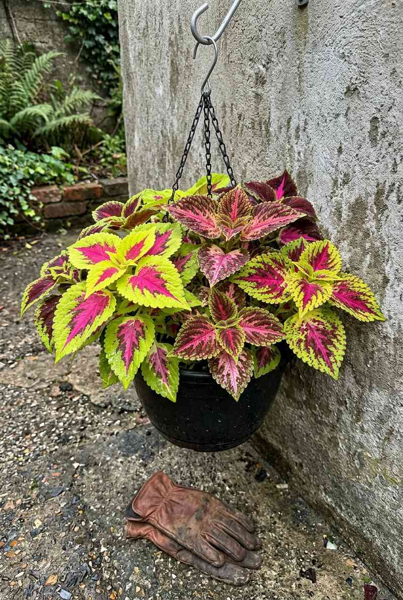 Coleus