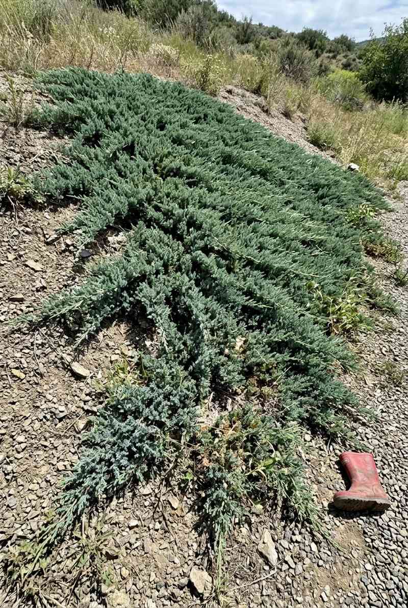 Creeping Juniper