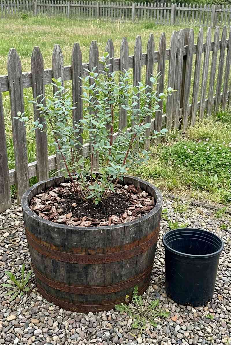 Pot Size