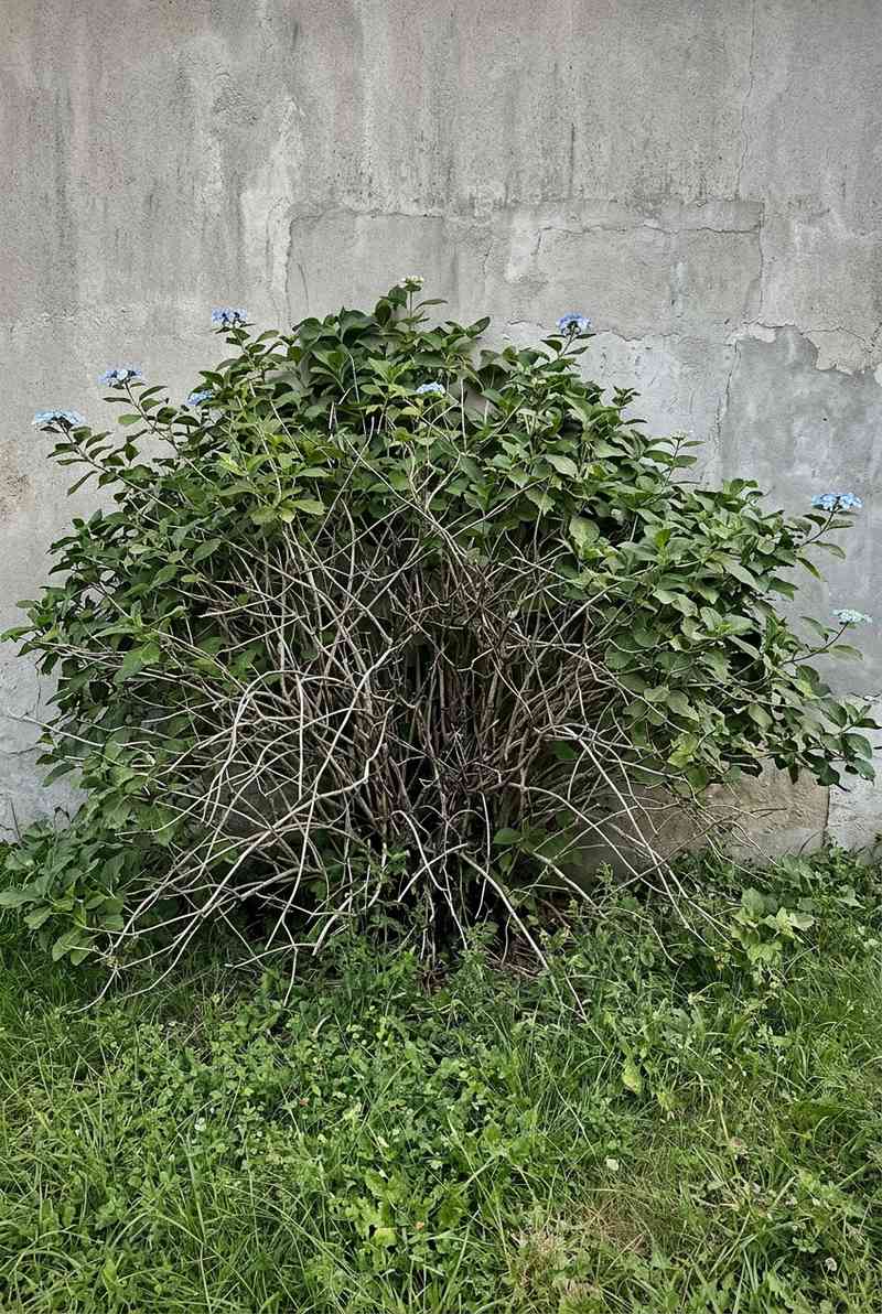 Overgrown Monster