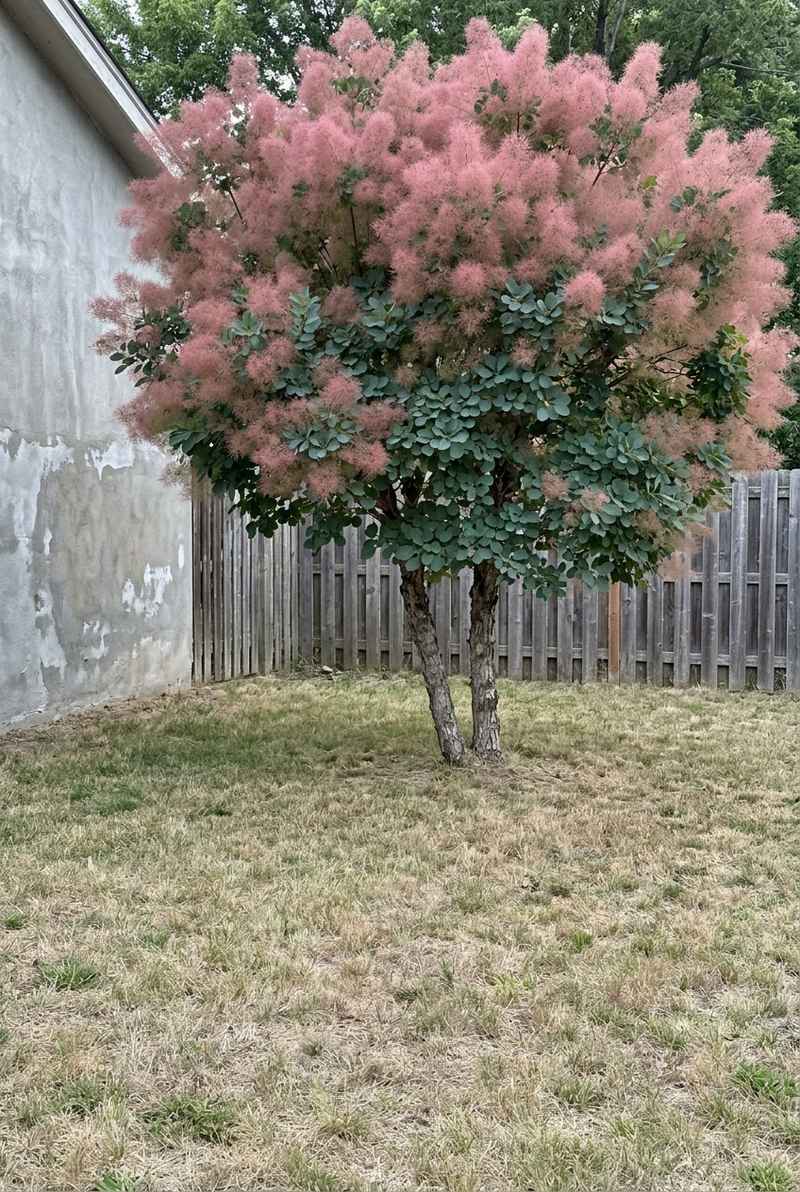 American smoketree covered in smoky pink plumes near the far corner of a yard