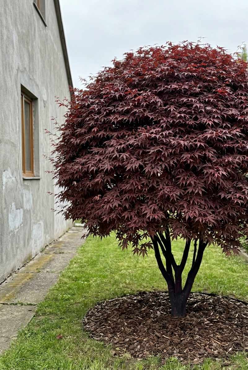 Bloodgood Japanese maple with deep red leaves in front of a grey house wall