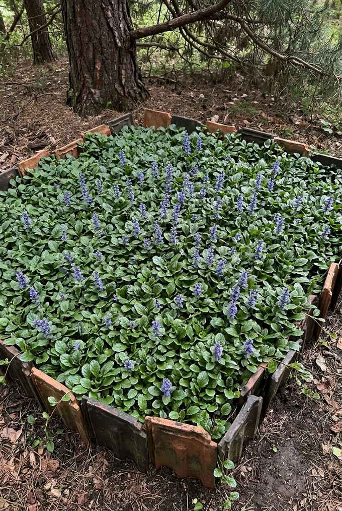Bugleweed mat with short blue-violet flower spikes under a tall pine