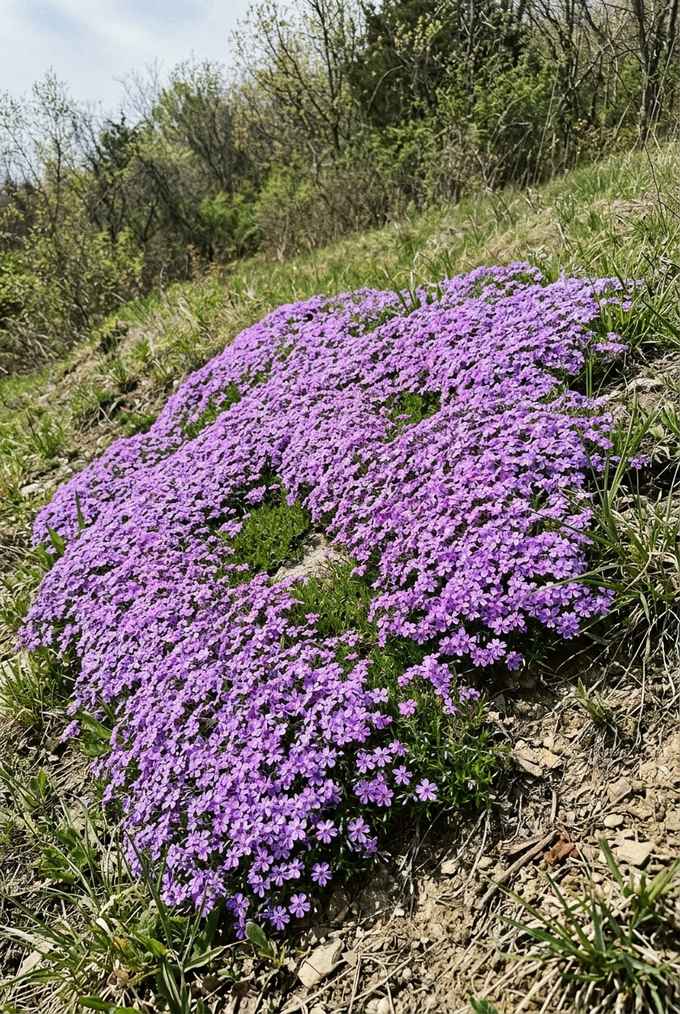 Creeping phlox covering a sunny bank in a mat of violet-purple flowers