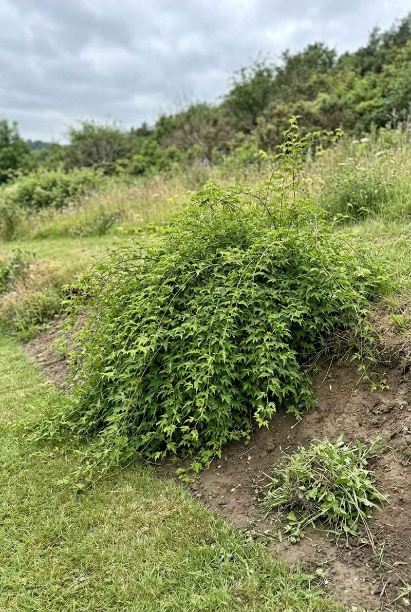 Cutleaf stephanandra spilling down a grassy bank, arching branches of deeply cut green leaves