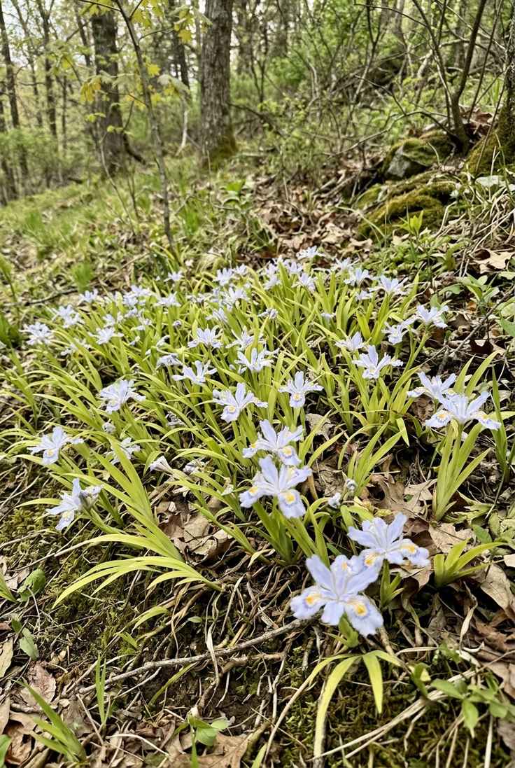 Dwarf crested iris with pale lavender-blue flowers and gold crests in leaf litter