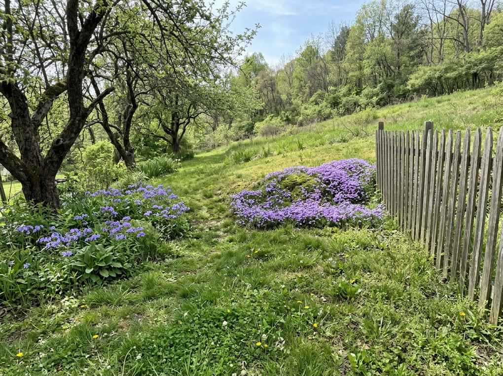 Purple creeping phlox on a sunny bank and woodland phlox under old apple trees