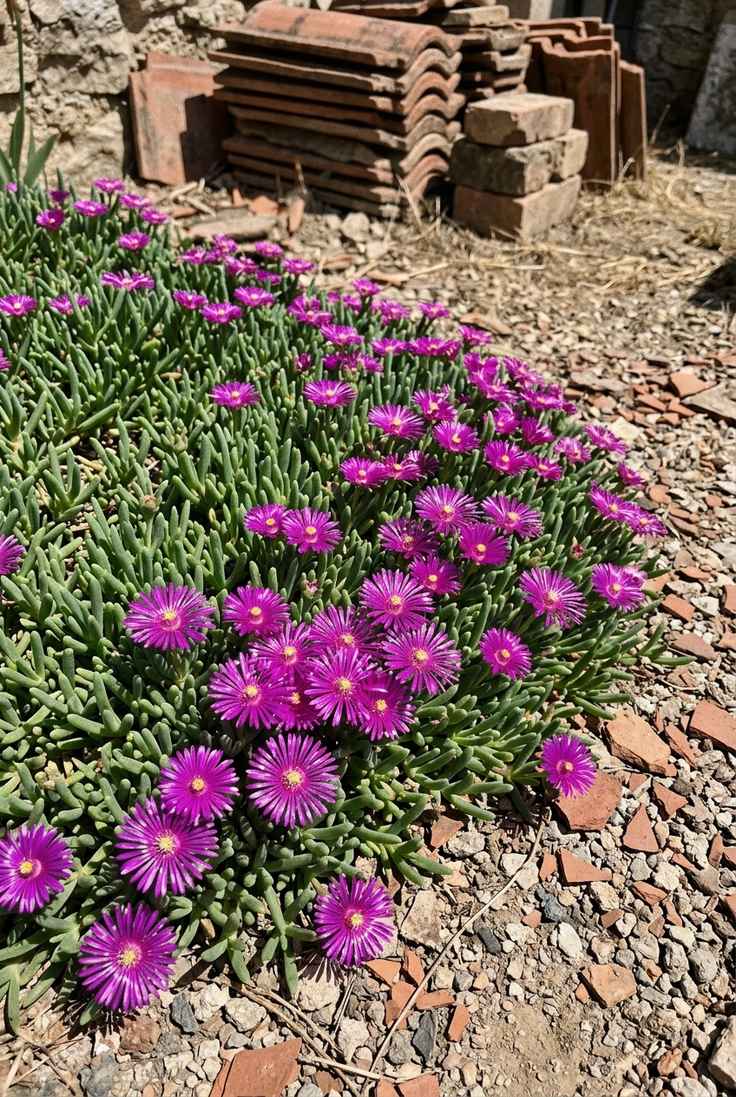Hardy ice plant with glossy red-purple daisy flowers over succulent green leaves