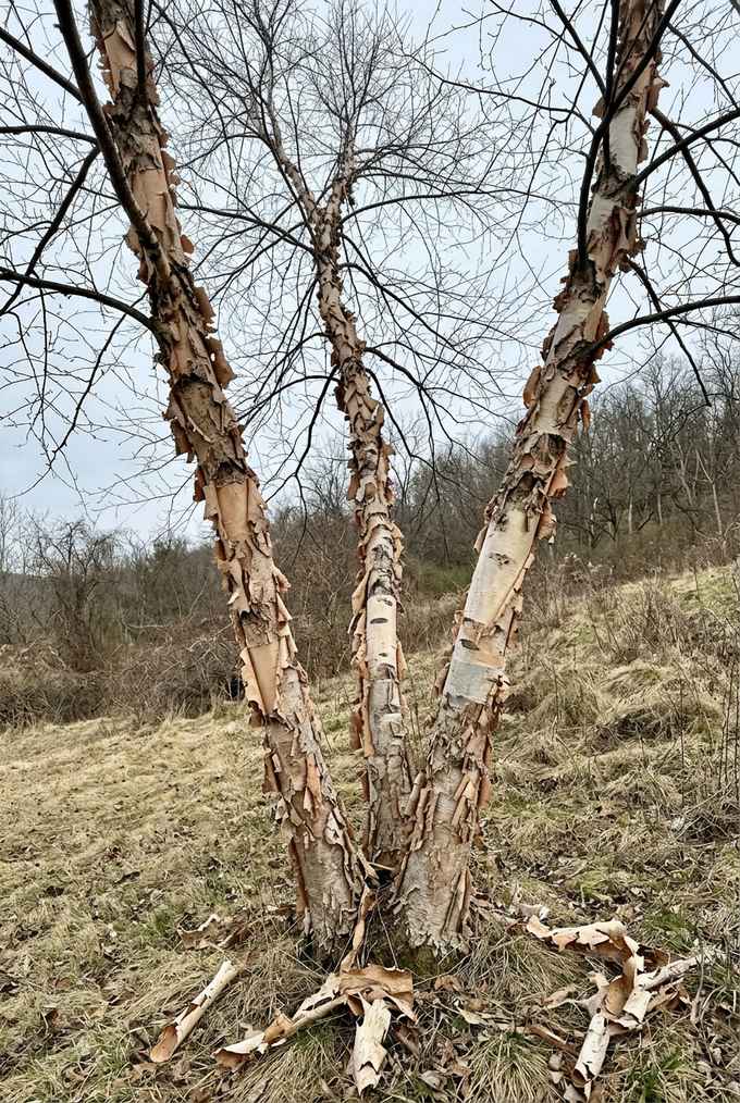 Heritage river birch with salmon-cream bark peeling to creamy white in winter