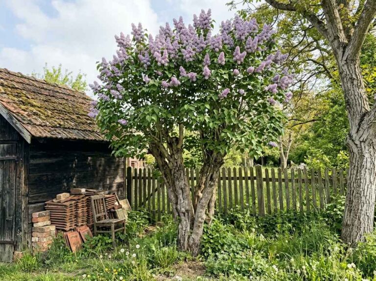 Old overgrown lilac bush blooming high above an old timber shed