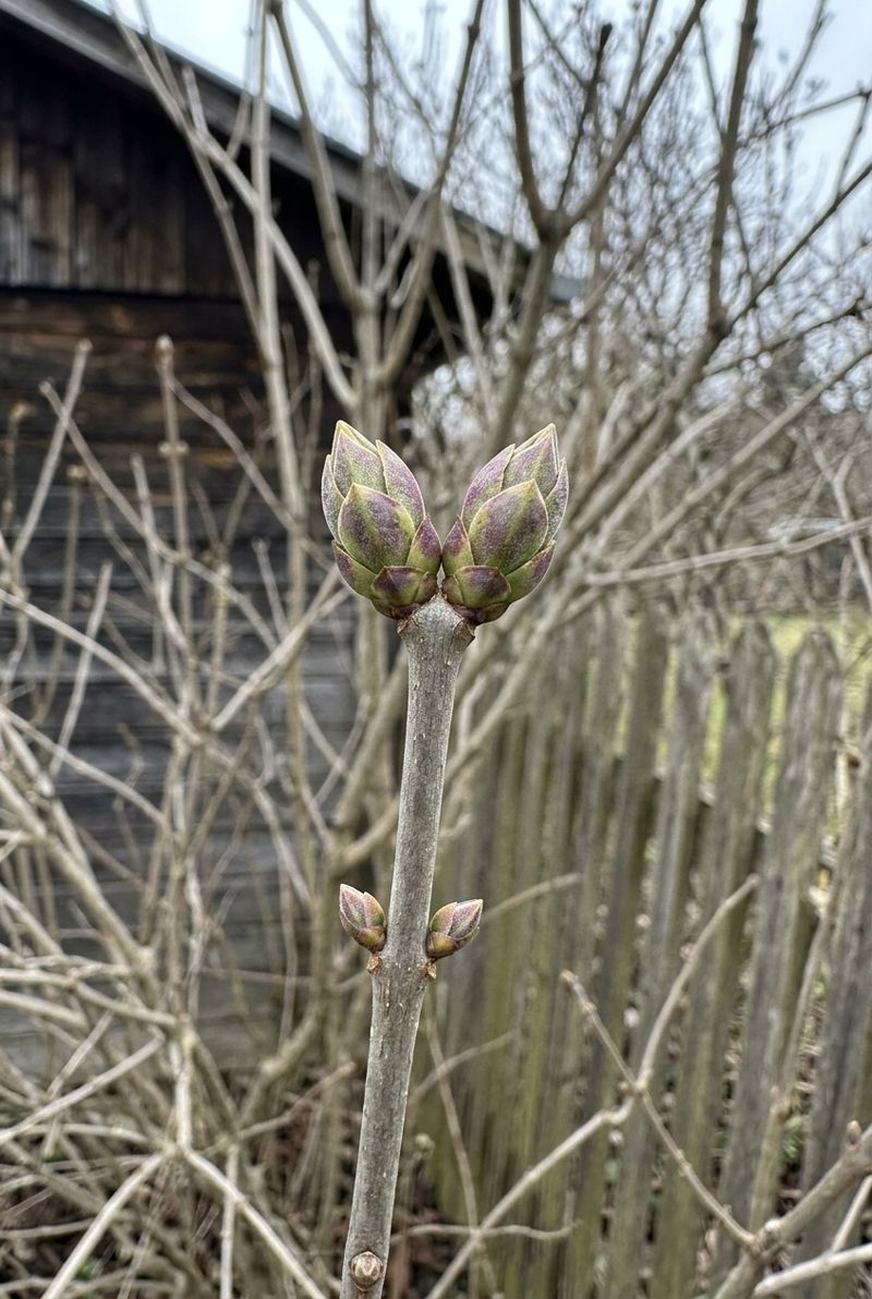 Pair of plump flower buds at the tip of a bare lilac branch in winter