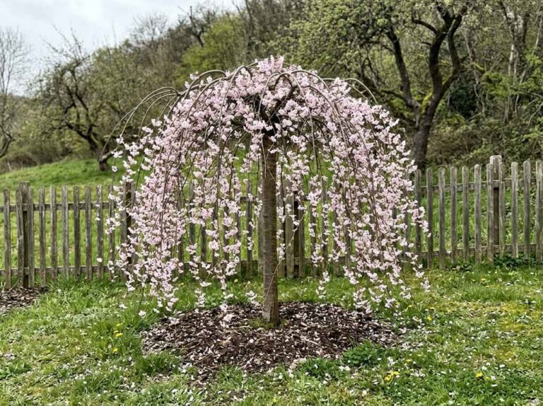 Weeping cherry tree in full pink bloom with branches hanging to the grass
