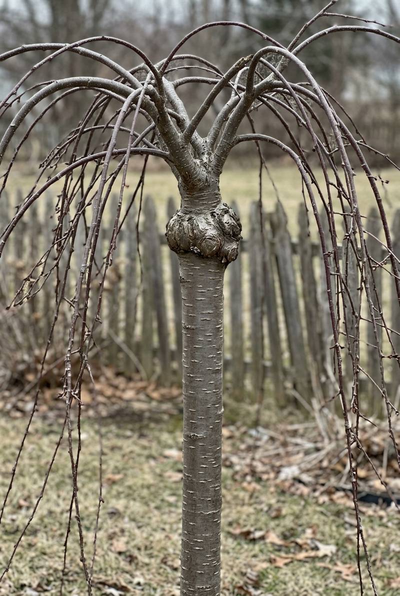 Graft union on a weeping cherry trunk where the hanging branches begin