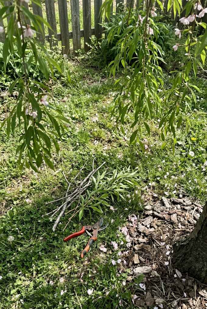 Small pile of pruned twigs and pruners on the grass under a weeping cherry