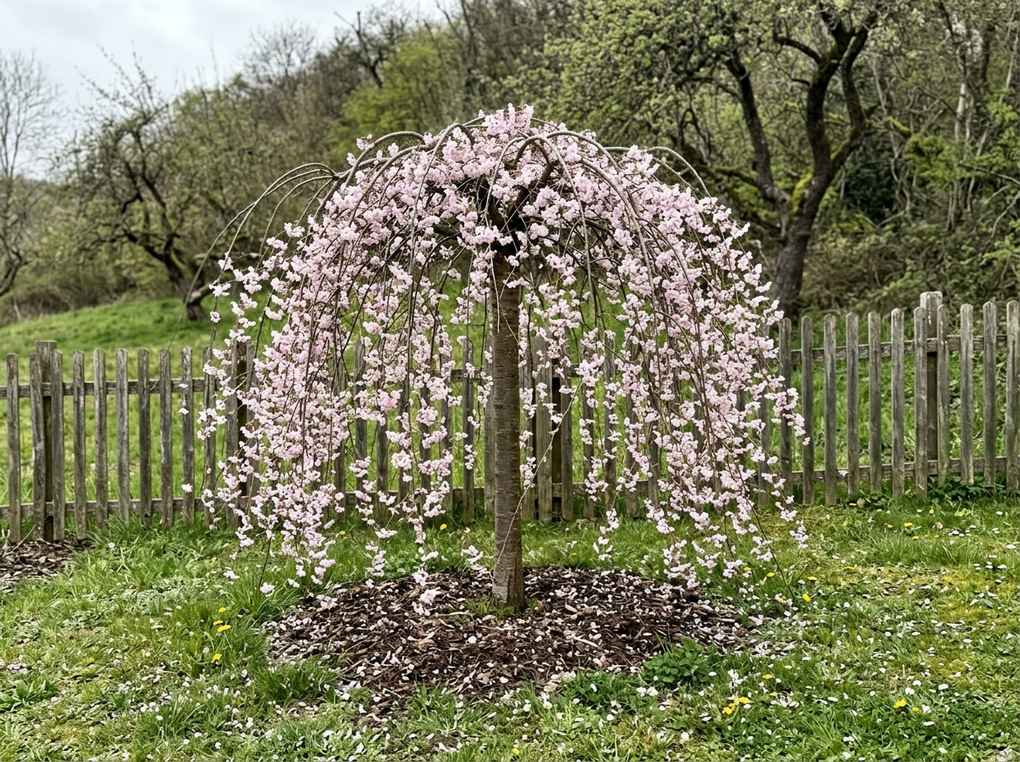 Weeping cherry tree in full pink bloom with branches hanging to the grass