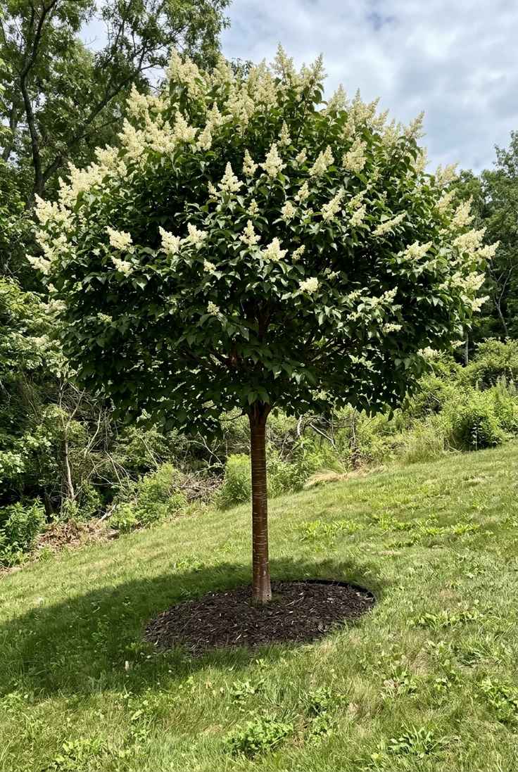 Japanese tree lilac with creamy white flower plumes and a rounded crown