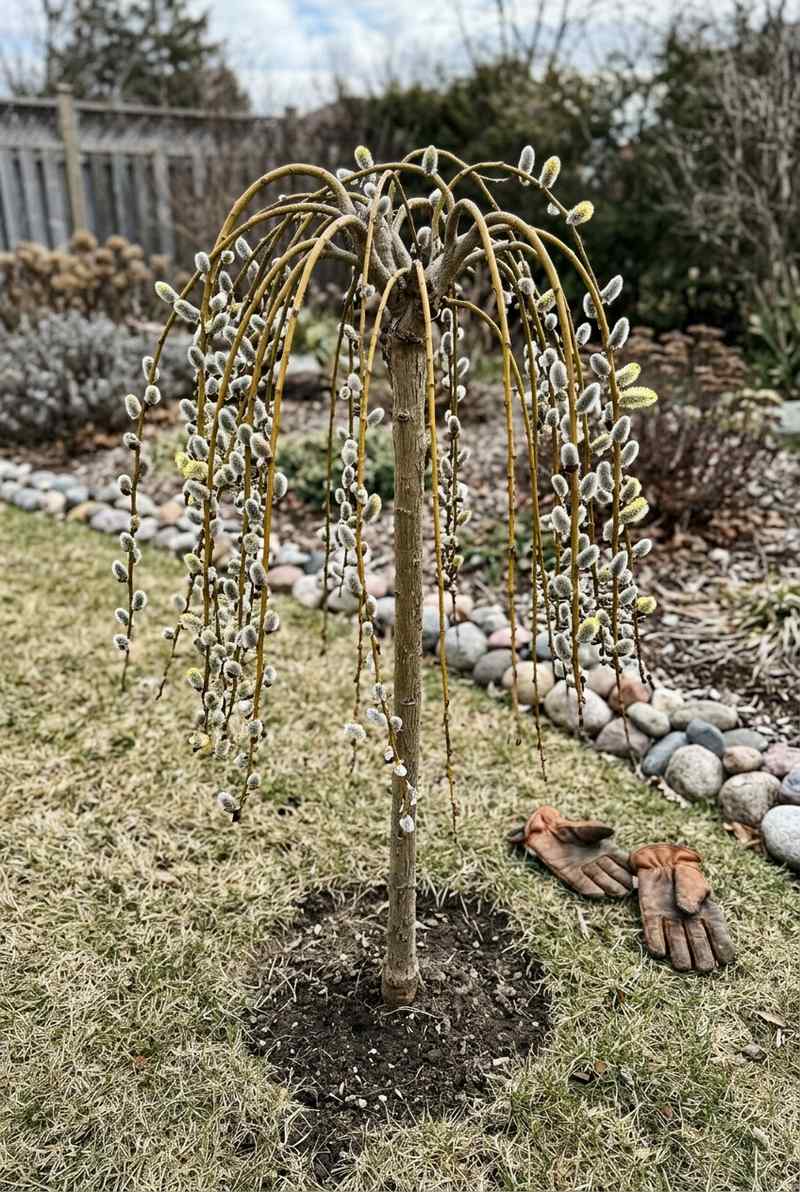 Kilmarnock willow, a small weeping tree with bare branches covered in grey catkins