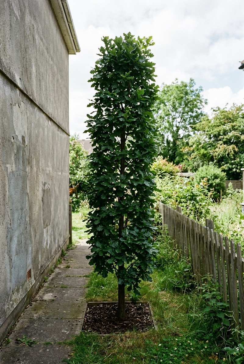 Kindred Spirit oak growing as a tight green column beside a path