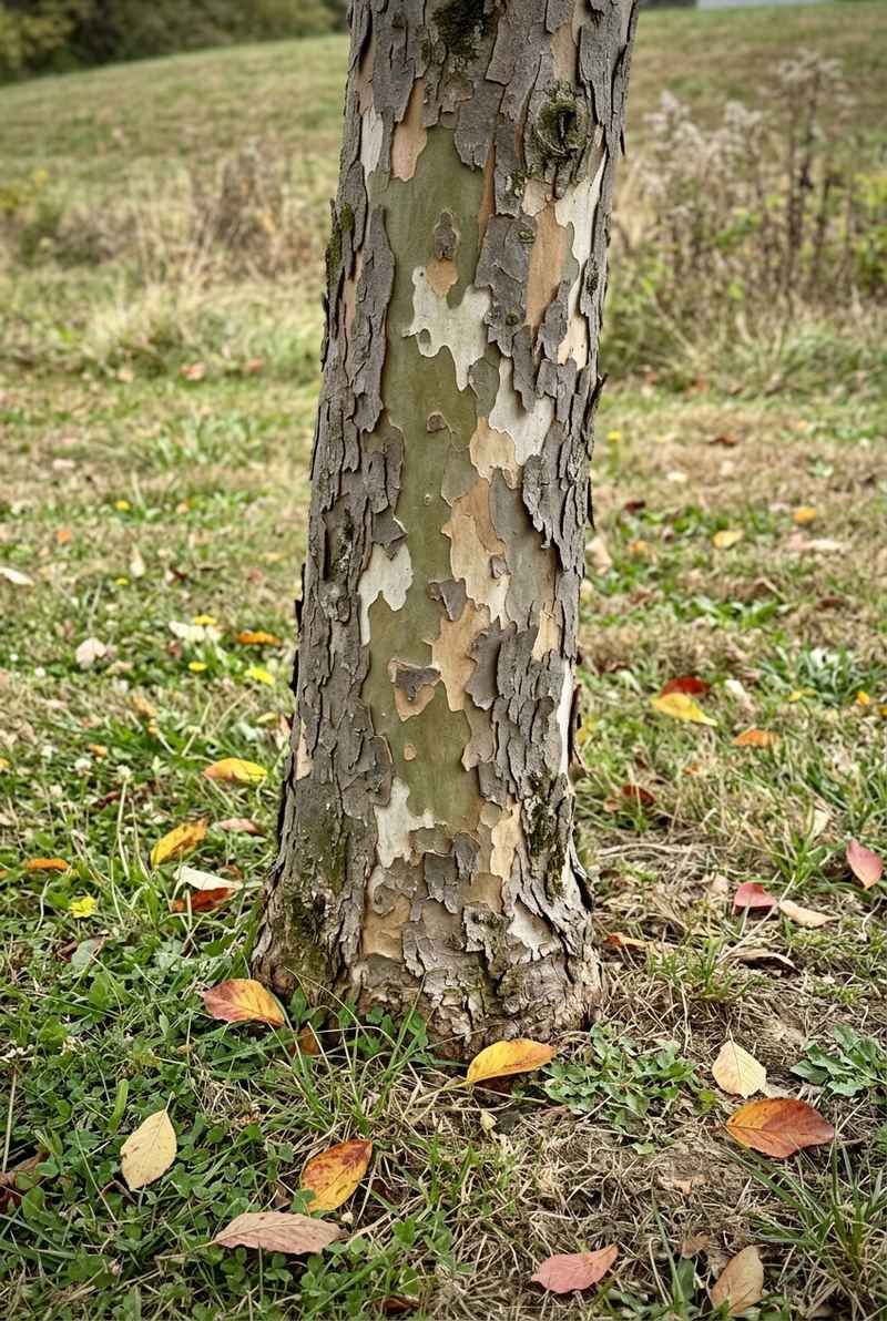 Persian ironwood trunk with bark flaking into green, white and tan patches