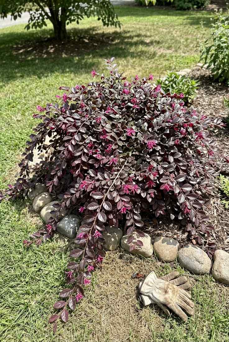 Purple Pixie loropetalum, low burgundy foliage cascading over stones with pink fringe flowers