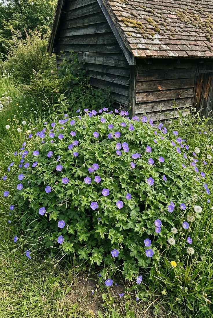 Rozanne geranium clumps with violet-blue flowers beside an old timber shed