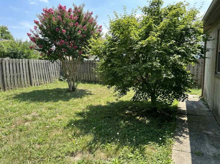 Japanese maple and pink-flowering crape myrtle each casting shade on a summer lawn