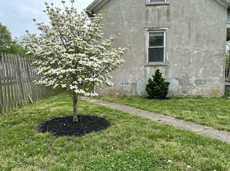 Dwarf Hinoki cypress close to a house wall and a flowering dogwood farther out on the lawn
