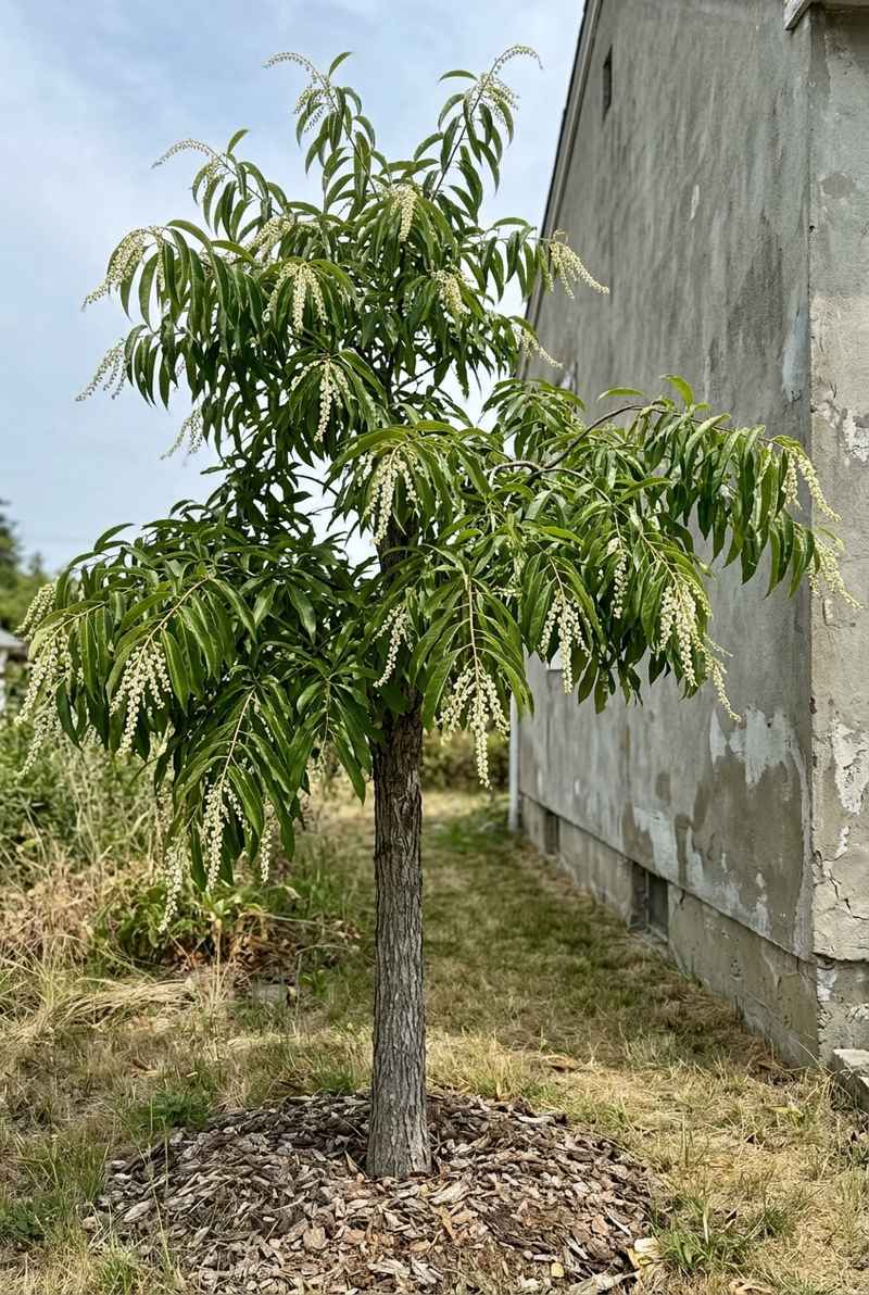 Sourwood tree with drooping sprays of white bell flowers beside a house wall