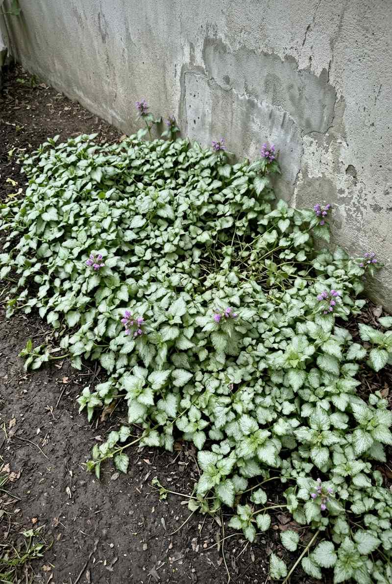 Spotted dead nettle with silver-blotched leaves and purple-lavender flowers by a house wall