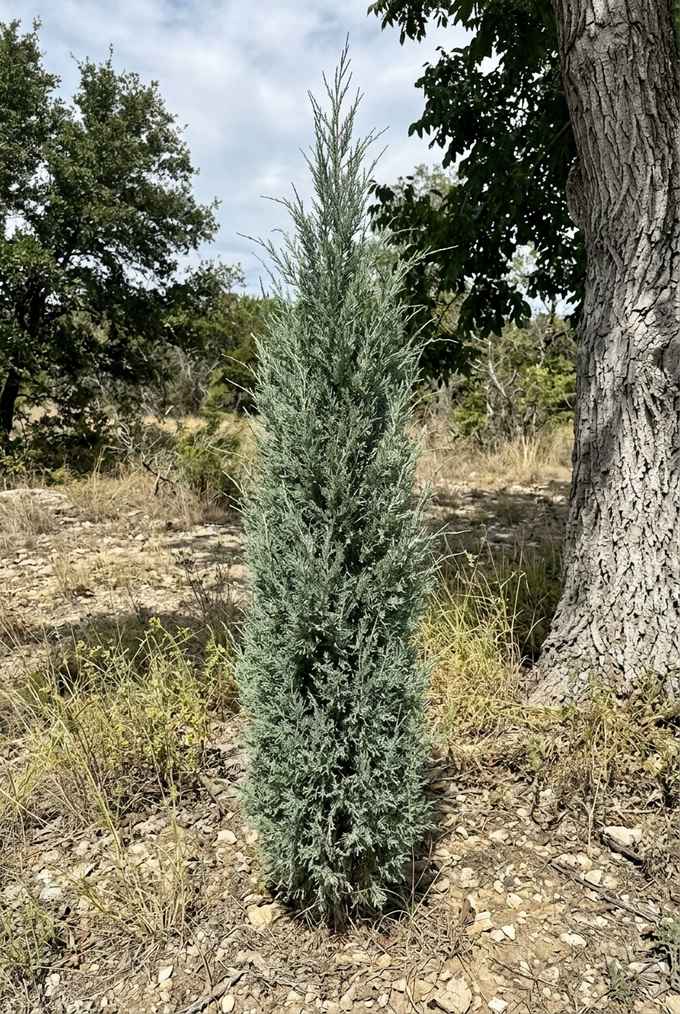 Taylor juniper standing as a slim silvery blue-green column on dry ground