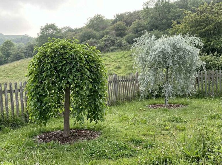 Weeping mulberry and silver weeping willowleaf pear in a rough lawn by a fence