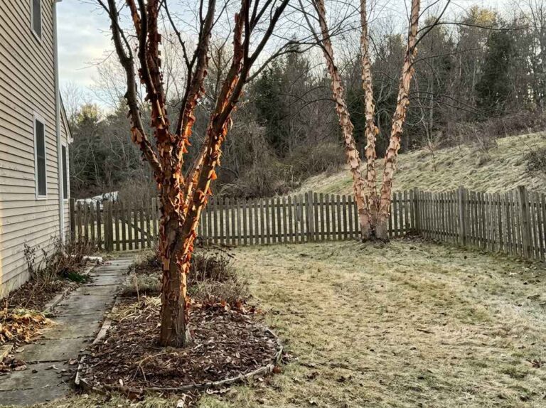 Paperbark maple with glowing cinnamon bark beside a path in a winter yard, a river birch behind