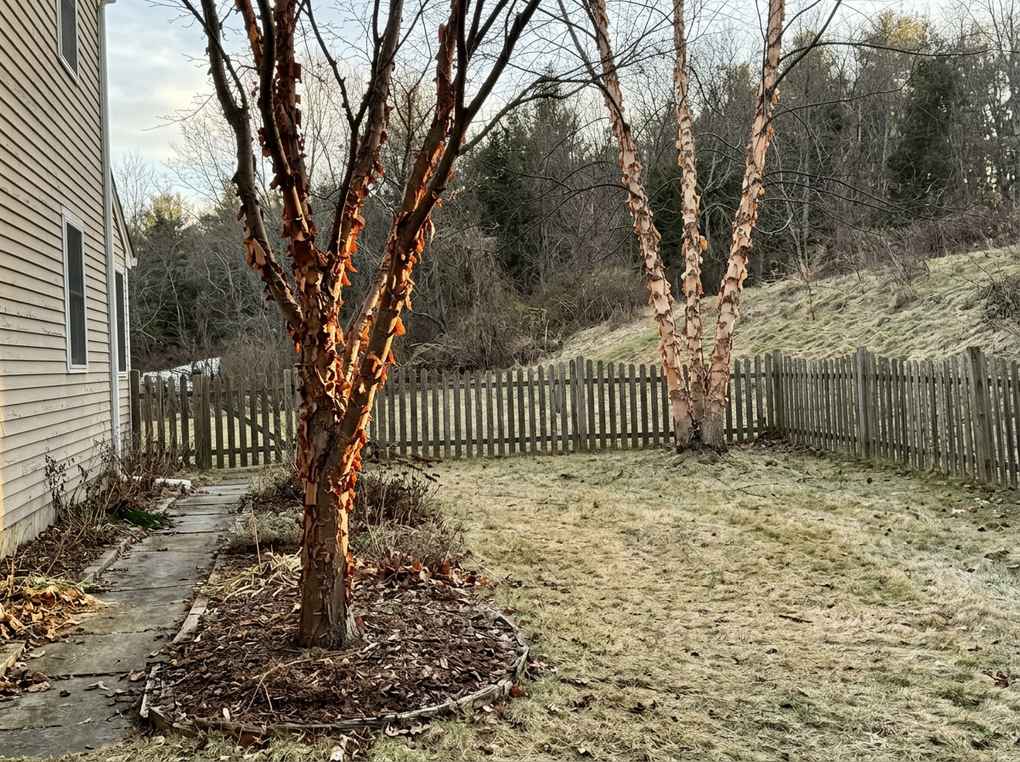 Paperbark maple with glowing cinnamon bark beside a path in a winter yard, a river birch behind