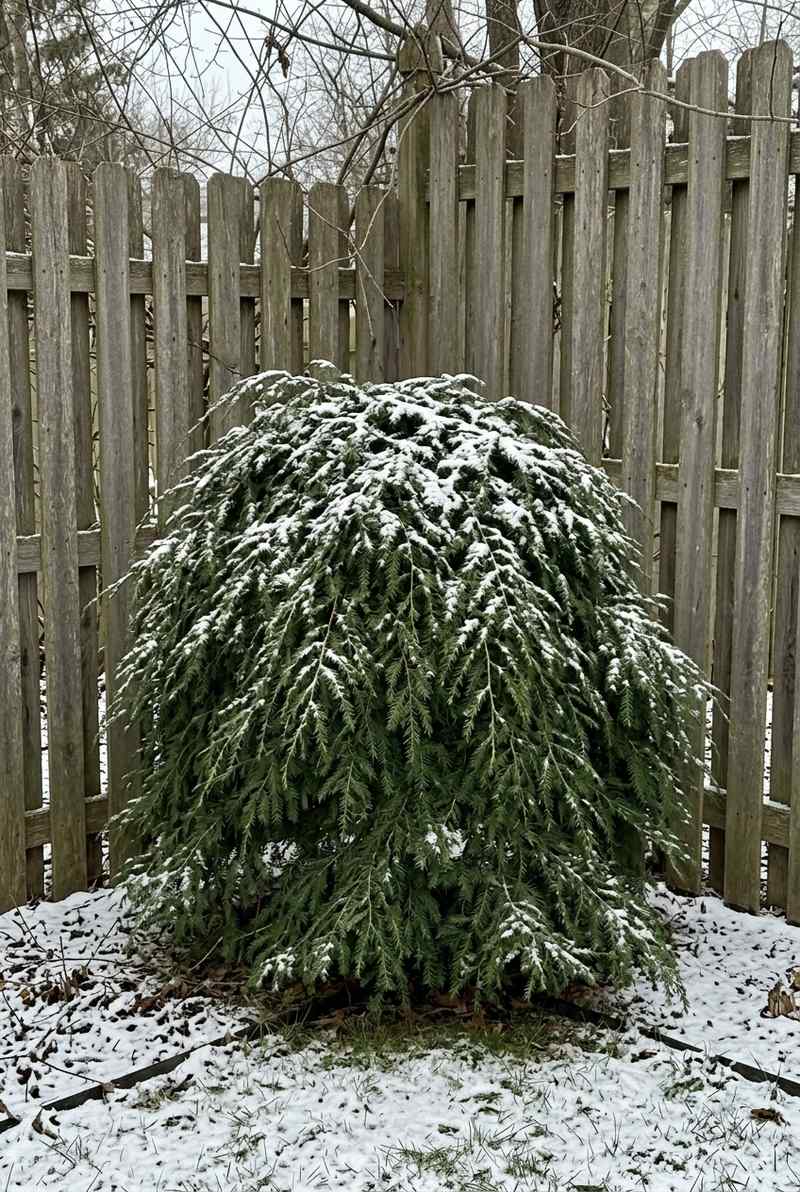 Weeping Canadian hemlock kept as a low green mound, lightly dusted with snow