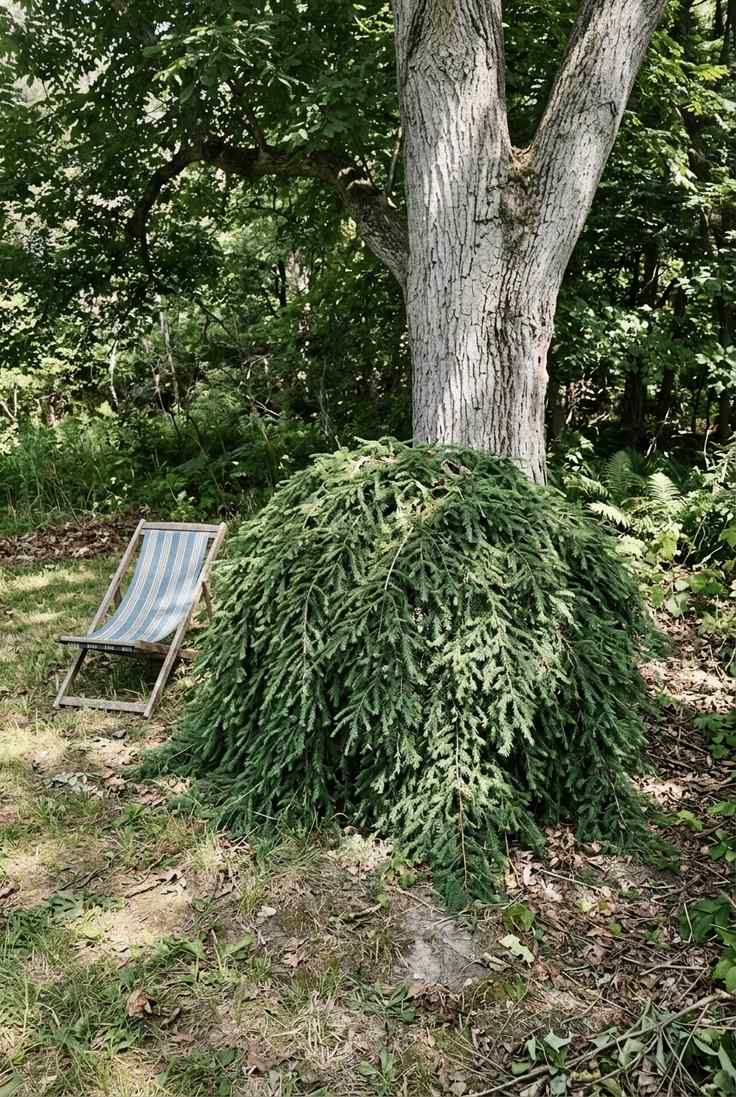 Weeping Canadian hemlock forming a low wide green mound in dappled shade
