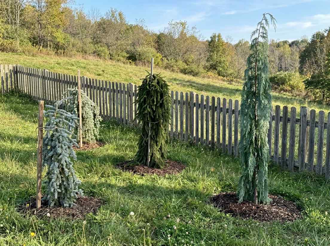 Three weeping evergreens of different heights in a rough lawn by a picket fence