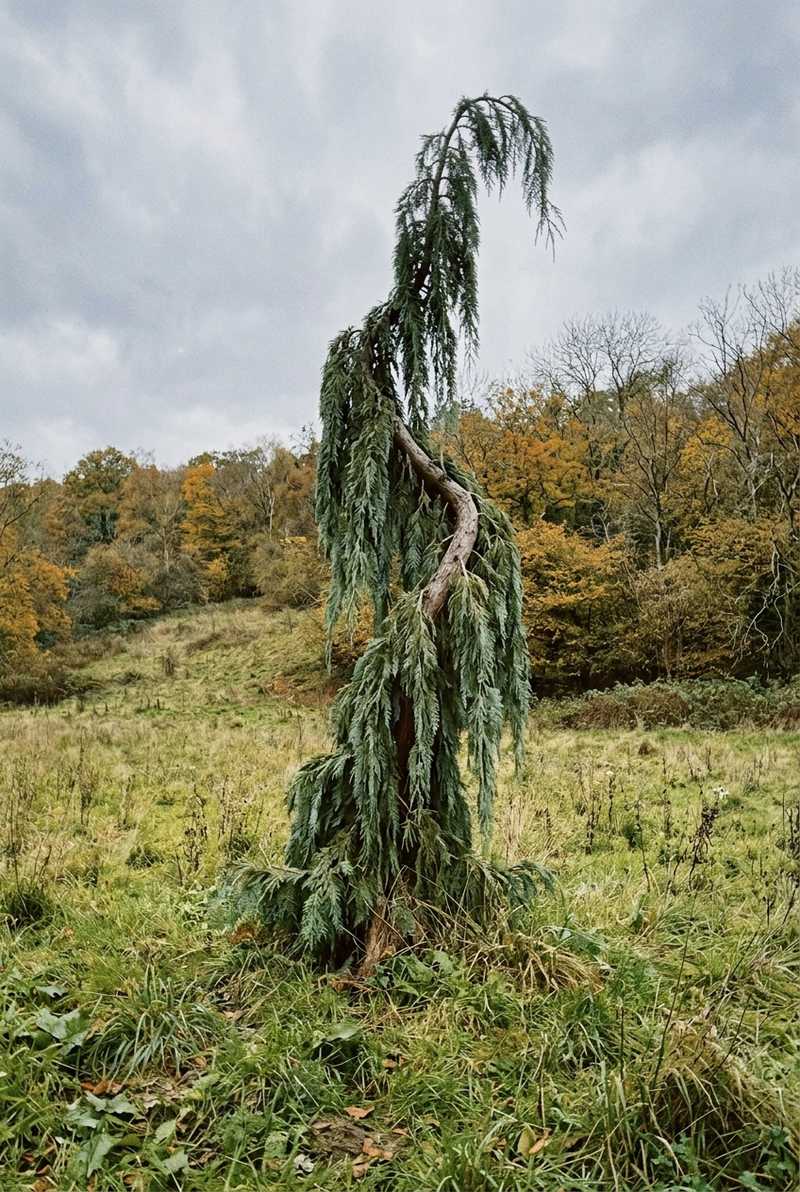 Weeping giant sequoia with a crooked leaning leader and grey-green branches hanging tight