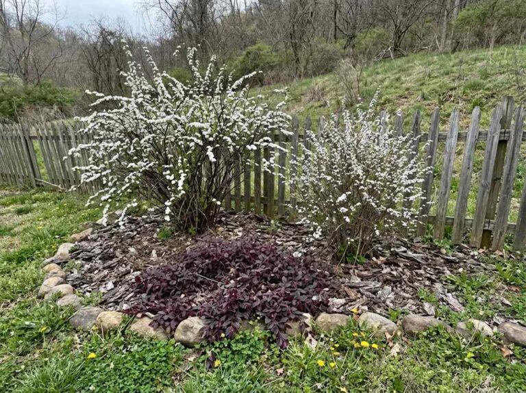 White-blooming weeping spireas and burgundy loropetalum along a weathered picket fence