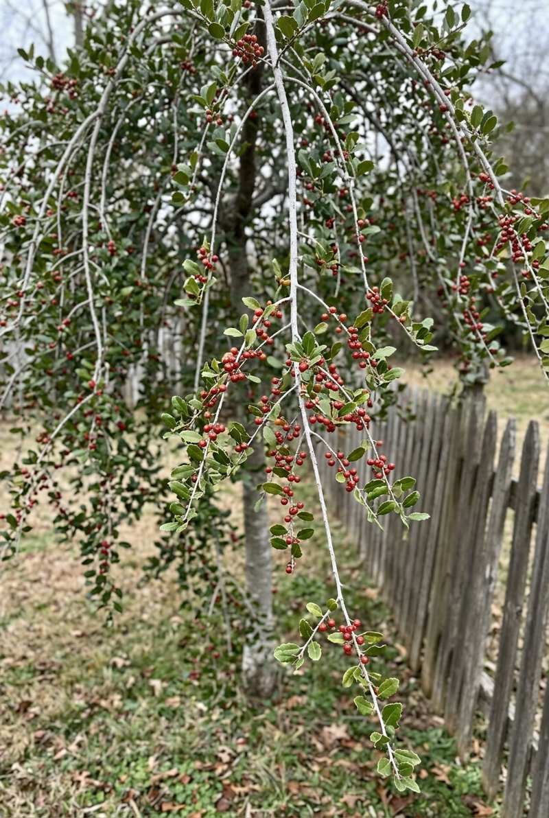 Weeping yaupon holly branches hanging down, lined with small leaves and translucent red berries
