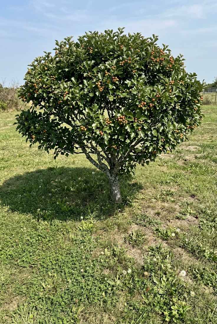 Winter King hawthorn with a wide spreading crown and round shadow on grass