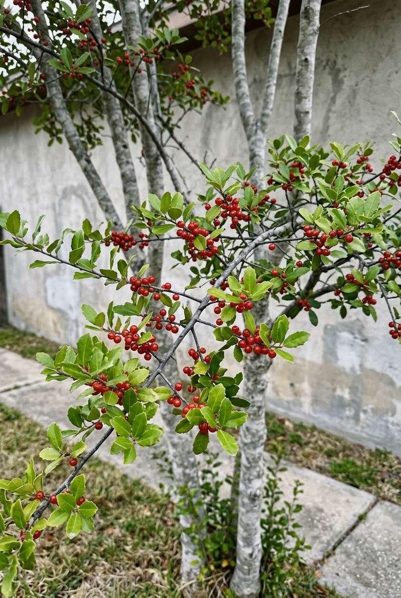 Yaupon holly branch tips with small glossy leaves and translucent red berries